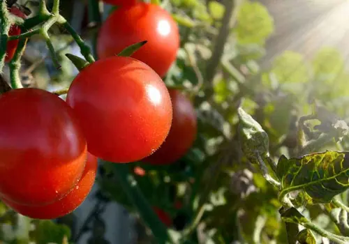 Productores de tomate: Protege al campo acuerdo alcanzado