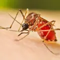 Sonora intensifica medidas contra el dengue ante aumento de casos