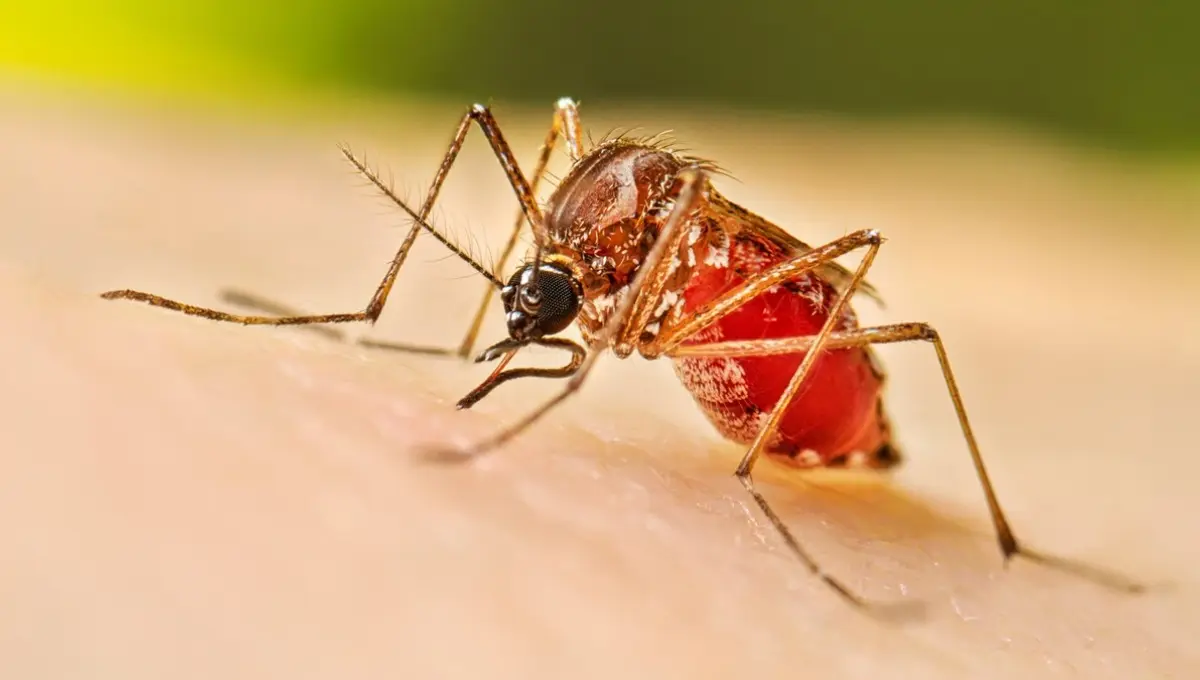 Sonora intensifica medidas contra el dengue ante aumento de casos. Foto: Original