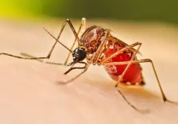 Sonora intensifica medidas contra el dengue ante aumento de casos