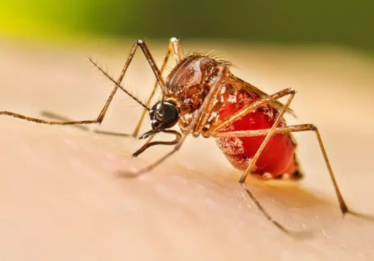 Sonora intensifica medidas contra el dengue ante aumento de casos