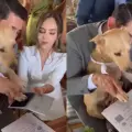 VIDEO | Perrito se vuelve viral luego de ser testigo en una boda civil