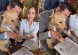 VIDEO | Perrito se vuelve viral luego de ser testigo en una boda civil