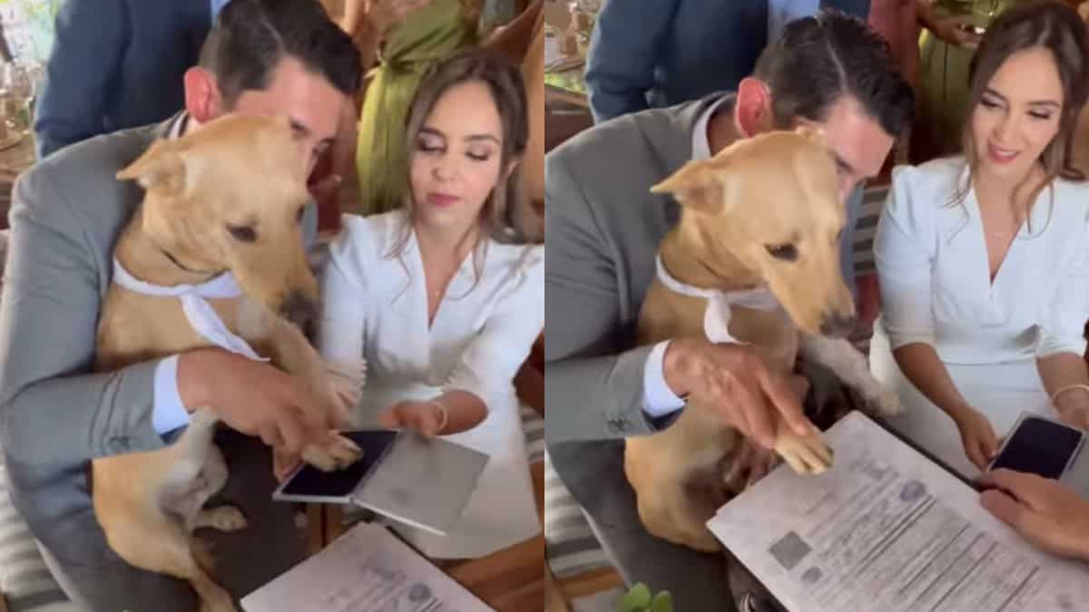 VIDEO | Perrito se vuelve viral luego de ser testigo en una boda civil