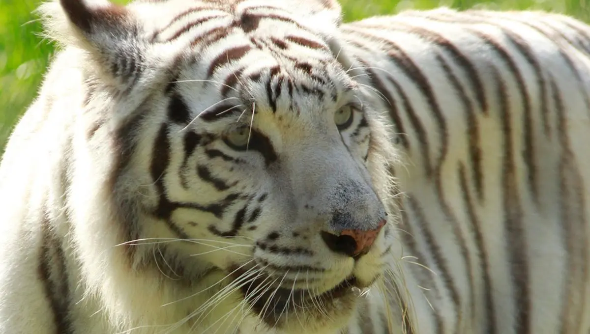 Descubre qué desencadenó la muerte de Indira / Zoológico de Cali