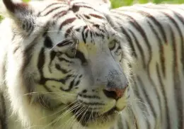VIDEO | Zoológico de Cali revela causa de muerte de tigresa de Bengala que fue atacada por su hijo