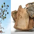 Cuachalalate: Conoce las bondades de esta planta usada en la medicina tradicional mexicana