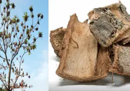 Cuachalalate: Conoce las bondades de esta planta usada en la medicina tradicional mexicana