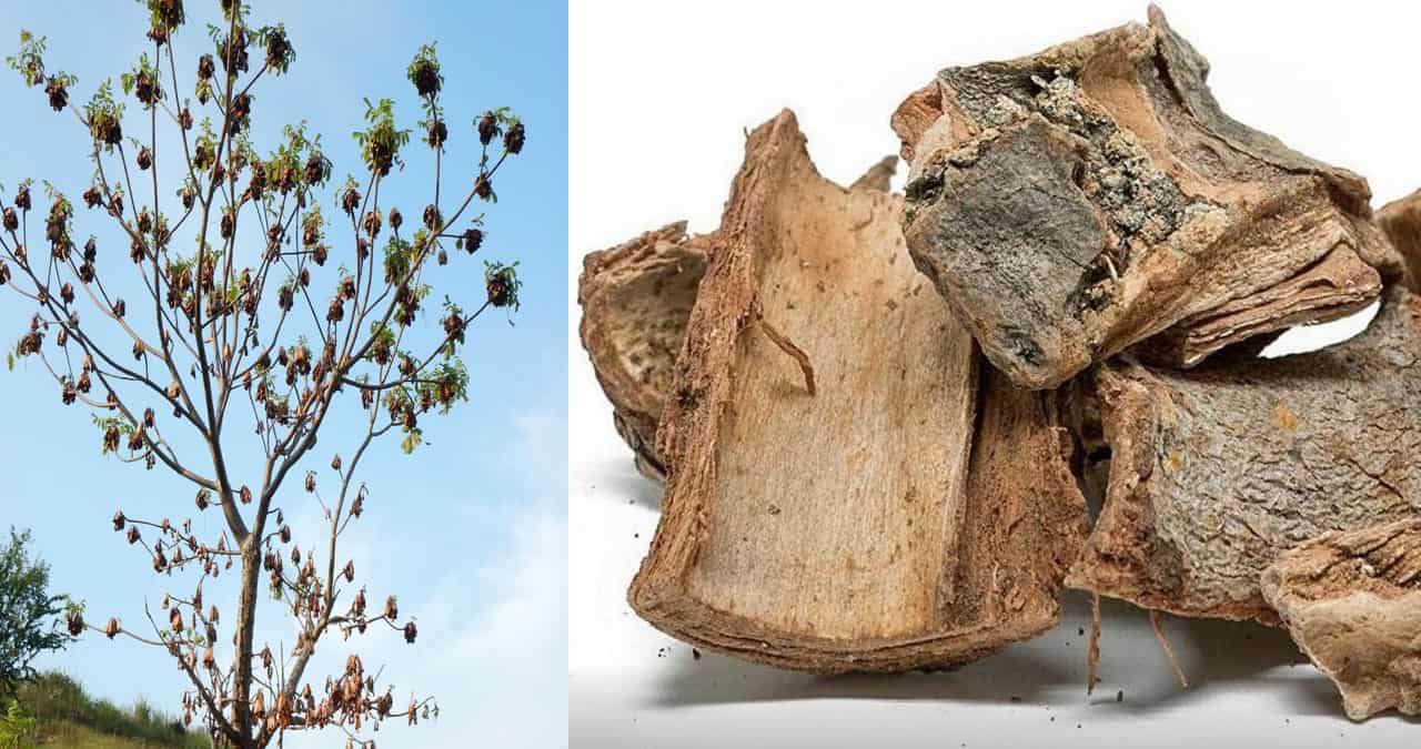 Cuachalalate: Conoce las bondades de esta planta usada en la medicina tradicional mexicana