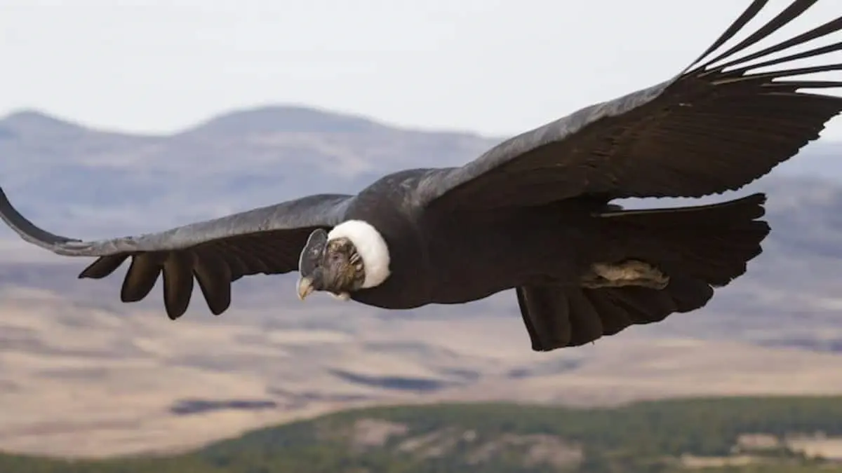 Condor renace