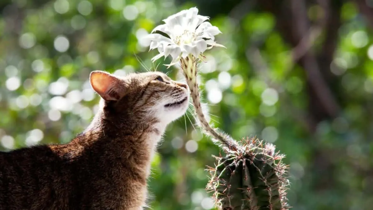 ¿Los animales se comunican con las plantas?
