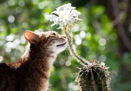 ¿Los animales se comunican con las plantas? Esto es lo que dice la ciencia