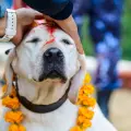 Virus de la rabia siembra el terror en India: encerrarán 60 mil perros
