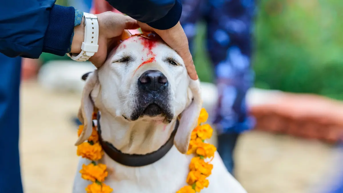 Virus de la rabia siembra el terror en India: encerrarán 60 mil perros
