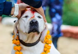 Virus de la rabia siembra el terror en India: encerrarán 60 mil perros