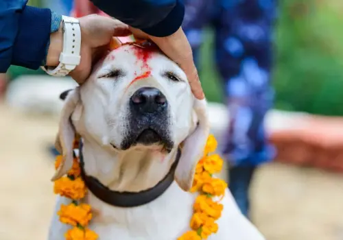Virus de la rabia siembra el terror en India: encerrarán 60 mil perros