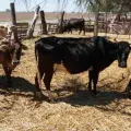 Siguen ganaderos del sur de Sonora con problemas de sequía