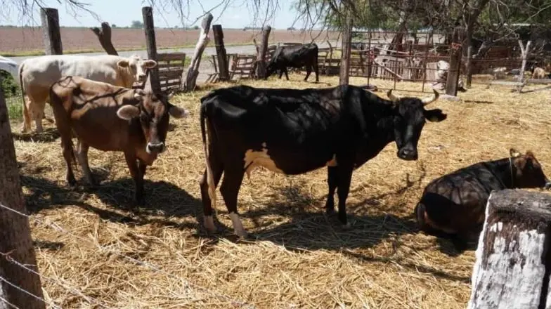 Siguen ganaderos del sur de Sonora con problemas de sequía