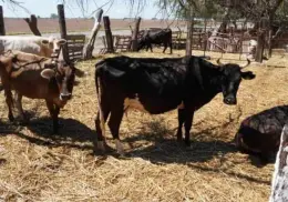 Siguen ganaderos del sur de Sonora con problemas de sequía