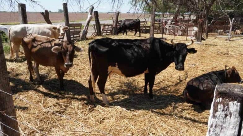Siguen ganaderos del sur de Sonora con problemas de sequía