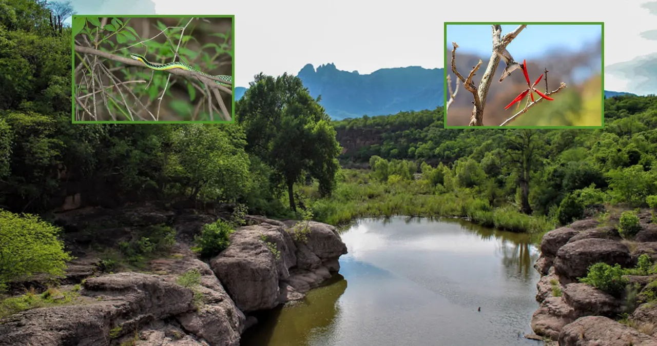 Sierra de Álamos-Río Cuchujaqui, uno de los sitios con mayor biodiversidad en Sonora.