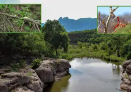 Sierra de Álamos-Río Cuchujaqui: Un paraíso natural en el sur de Sonora