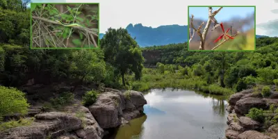 Sierra de Álamos-Río Cuchujaqui: Un paraíso natural en el sur de Sonora