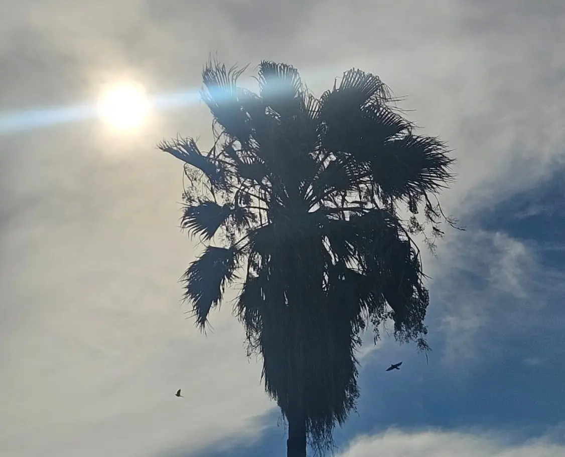 Registra Sonora 20 defunciones por calor en 2025
