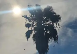 Registra Sonora 20 defunciones por calor en 2025