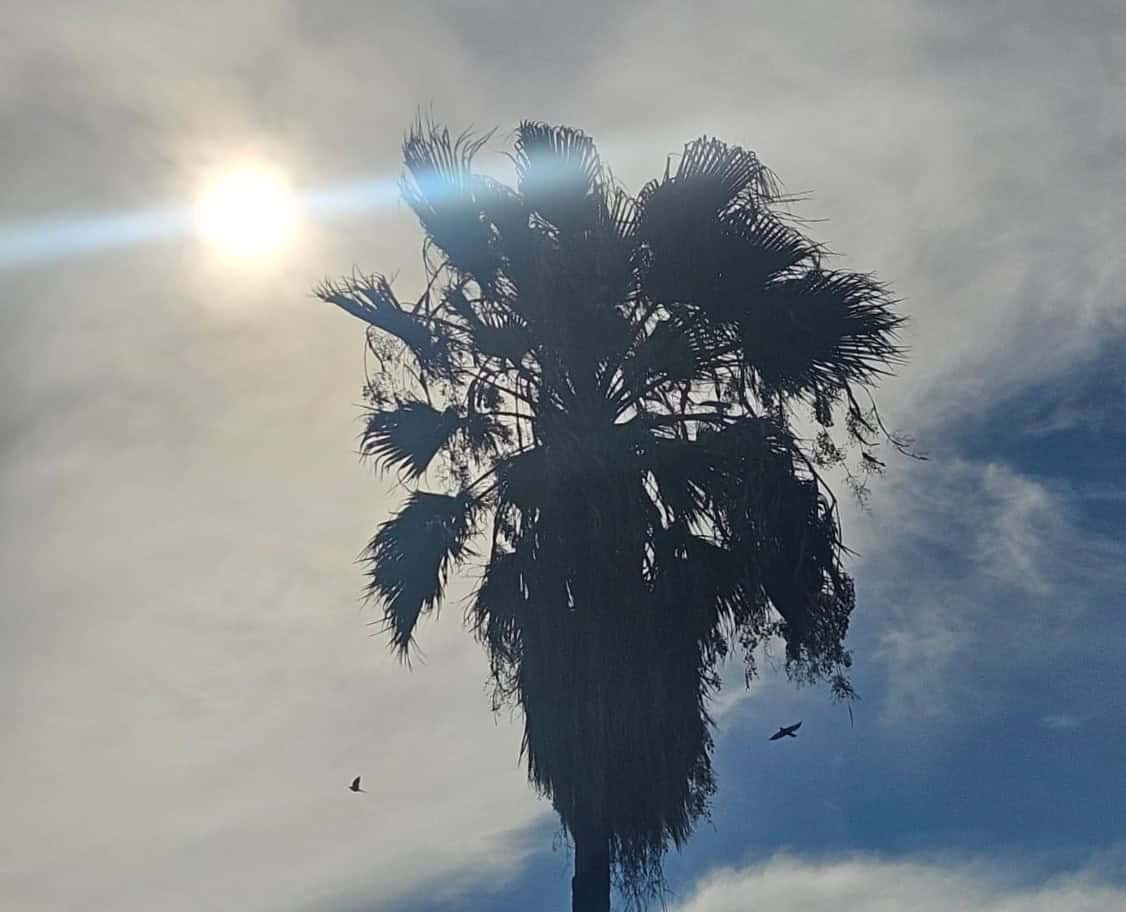 Registra Sonora 20 defunciones por calor en 2025