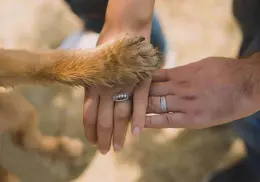 CDMX implementa la custodia compartida de mascotas ante un divorcio