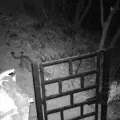Captan jaguares en Sierra de Álamos