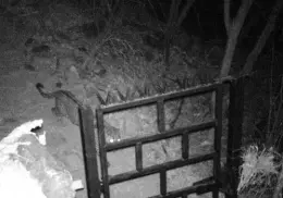 Captan jaguares en Sierra de Álamos