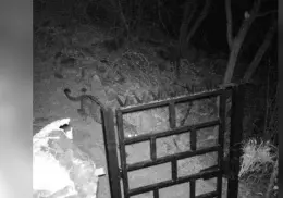 Captan jaguares en Sierra de Álamos