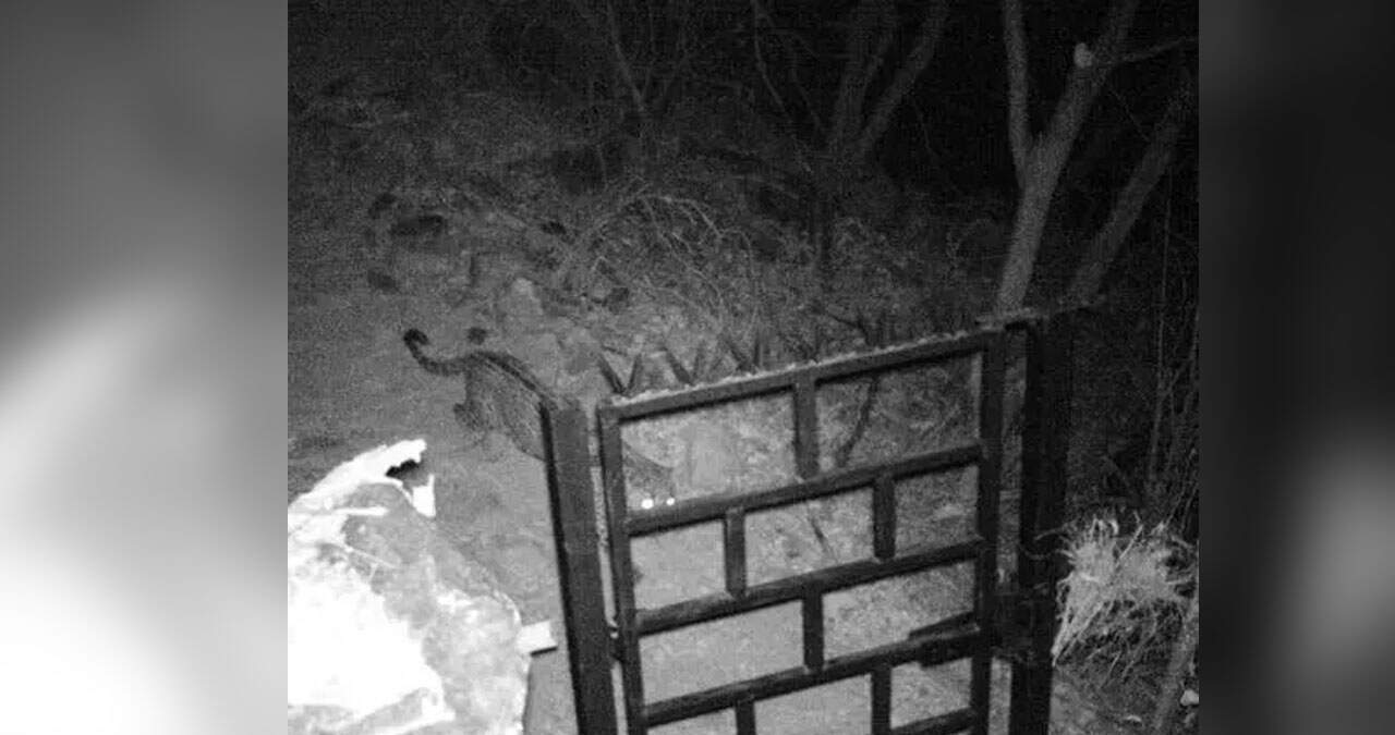 Captan jaguares en Sierra de Álamos