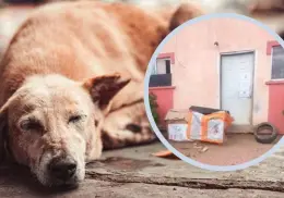 Autoridades rescatan a más de 50 perros en Nogales; varios estaban muertos