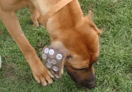 ¿Para qué sirven los botones cocidos en las orejas de los perros? La rara pero útil tendencia veterinaria