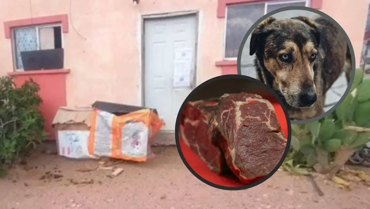 La carne encontrada era de res / Canva