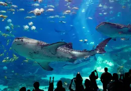 Muere Taroko, el tiburón ballena del Acuario de Georgia que cautivó a millones de visitantes