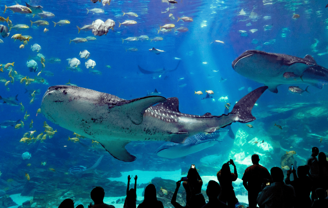 Muere Taroko, el tiburón ballena del Acuario de Georgia que cautivó a millones de visitantes