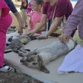 Salud Municipal lleva esterilizaciones a polígono prioritario