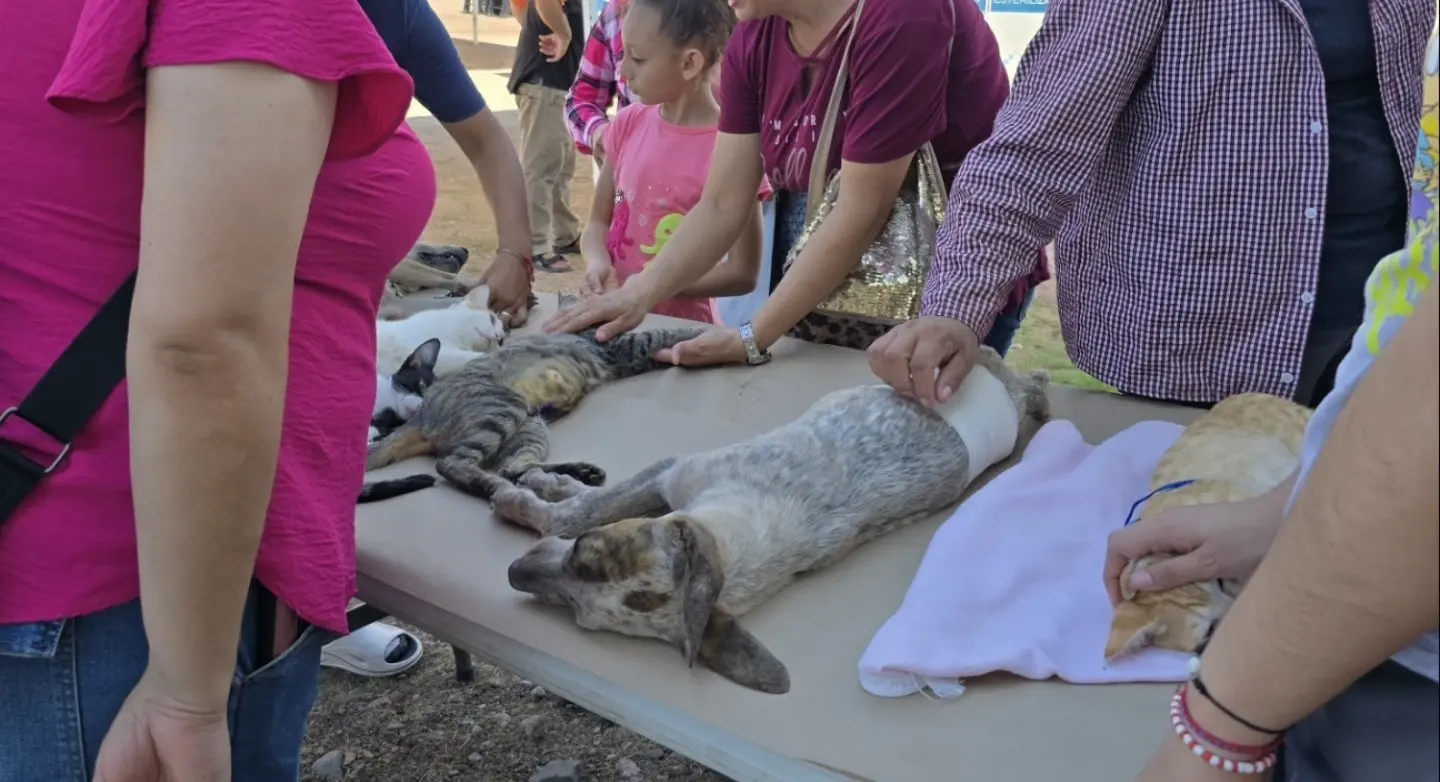 Realizan esterilizaciones de animales en la colonia Nueva Pamira
