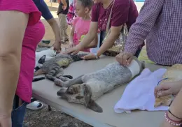 Salud Municipal lleva esterilizaciones a polígono prioritario