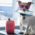 Este es el trámite obligatorio que debes hacer si quieres viajar con tu mascota a EU