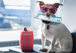 Este es el trámite obligatorio que debes hacer si quieres viajar con tu mascota a EU
