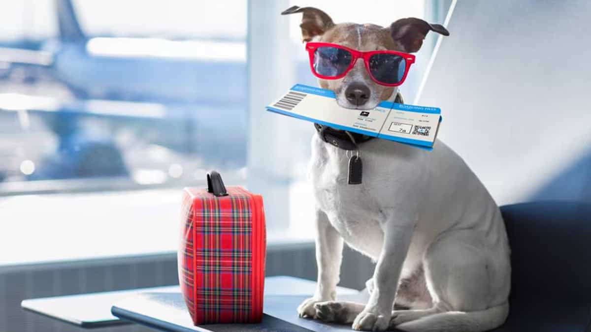 Este es el trámite obligatorio que debes hacer si quieres viajar con tu mascota a EU
