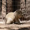 Nace capibara en Bioparque Estrella, conquistando el corazón de los mexicanos y de las redes sociales