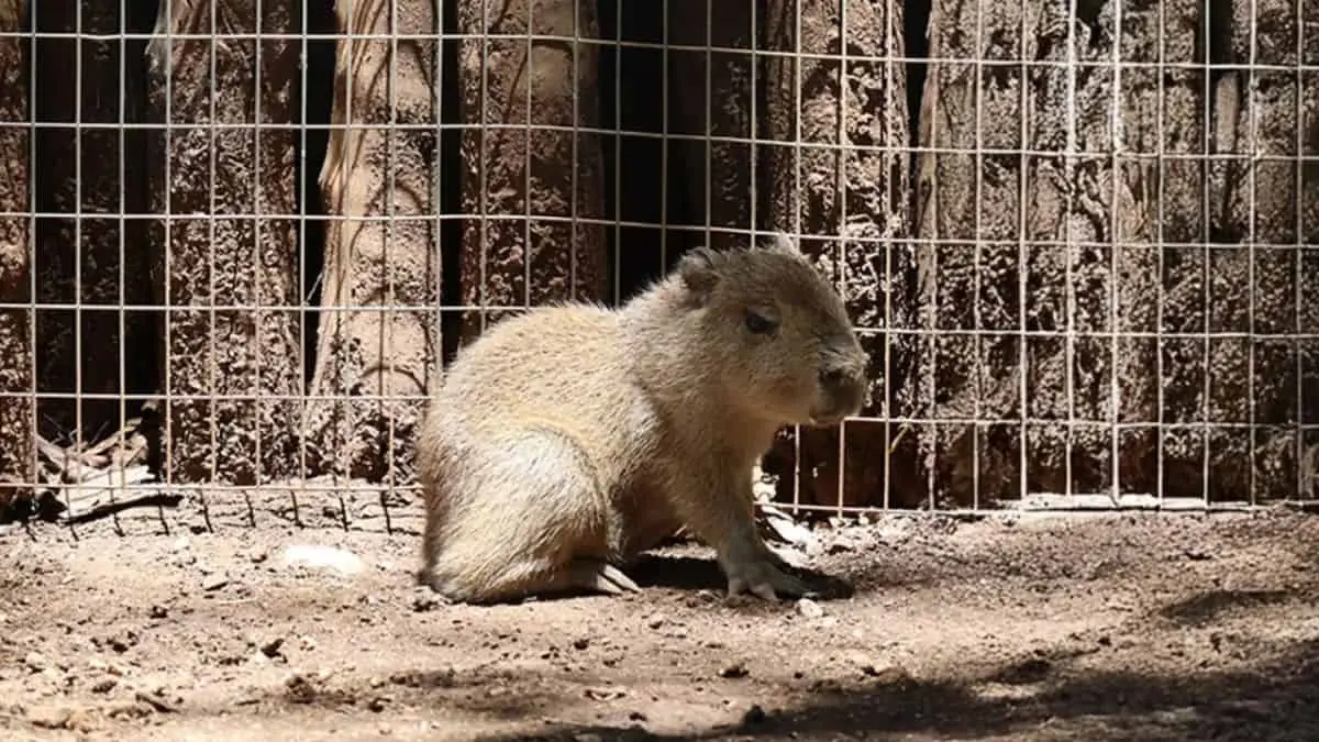 Nace capibara en Bioparque