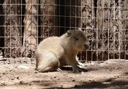 Nace capibara en Bioparque Estrella, conquistando el corazón de los mexicanos y de las redes sociales