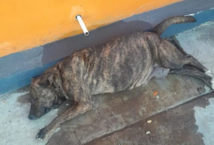 Rescate Animal de Cajeme recibe entre 3 y 4 reportes diarios de maltrato